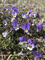 Viola tricolor