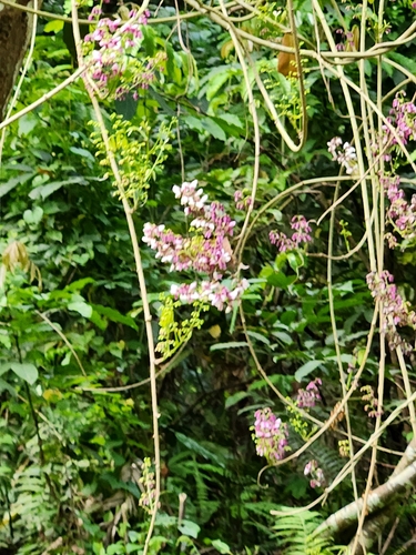 Derris glauca