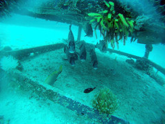 Plectorhinchus gibbosus