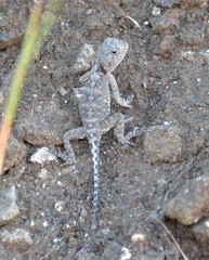 Agama armata