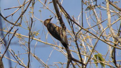 Melanerpes pygmaeus