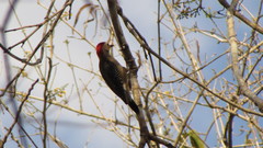 Melanerpes pygmaeus