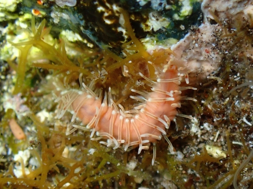 Amphiduros fuscescens