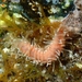 Amphiduros fuscescens