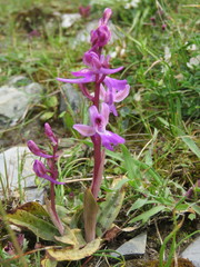 Orchis × sezikiana
