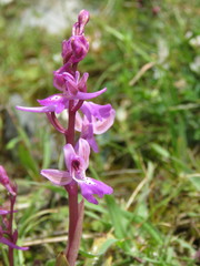 Orchis × sezikiana