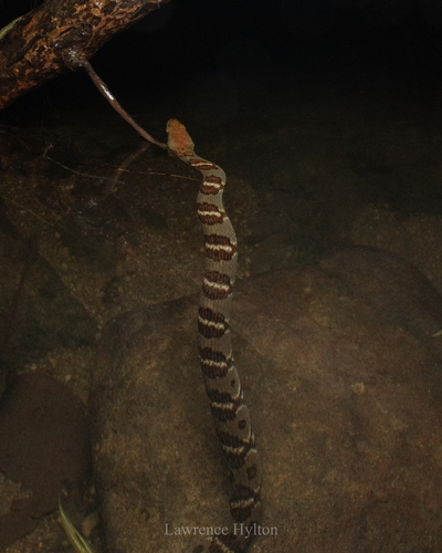 Asiatic Water Snake