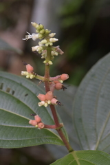 Miconia nervosa