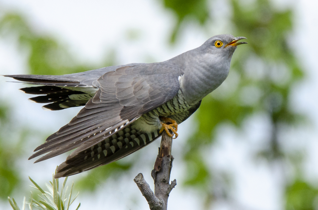Common Cuckoo photo