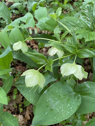 Helleborus orientalis