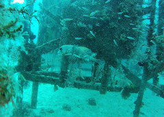 Chilomycterus reticulatus