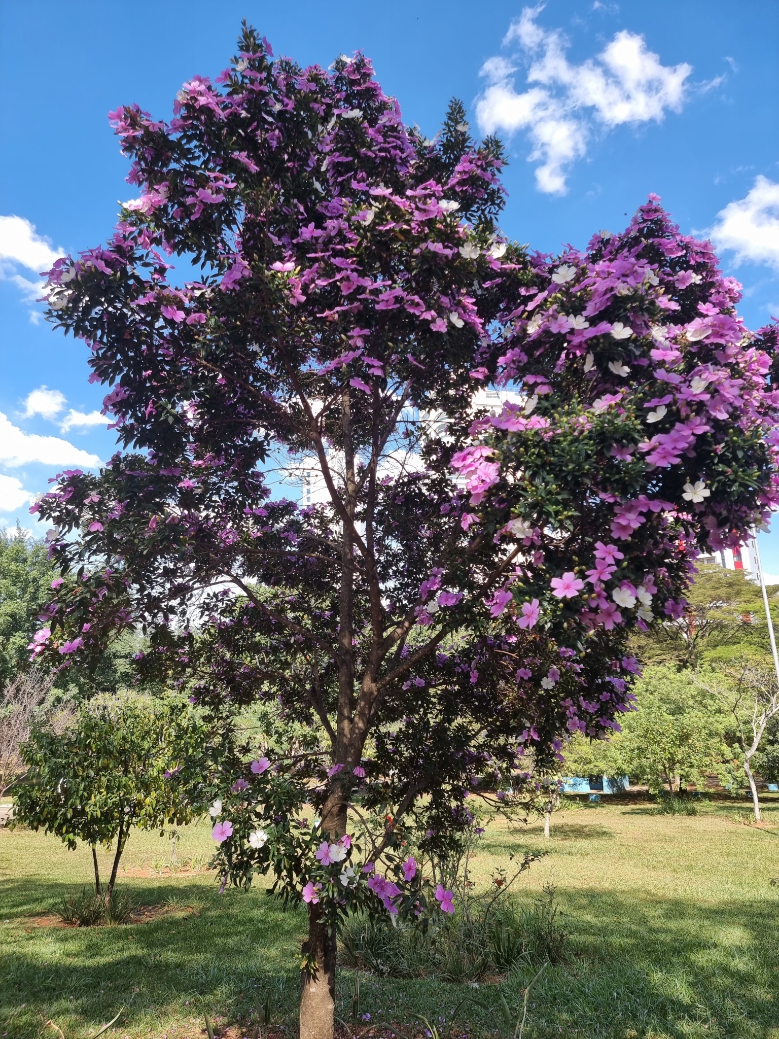 Imagem de Manacá da serra