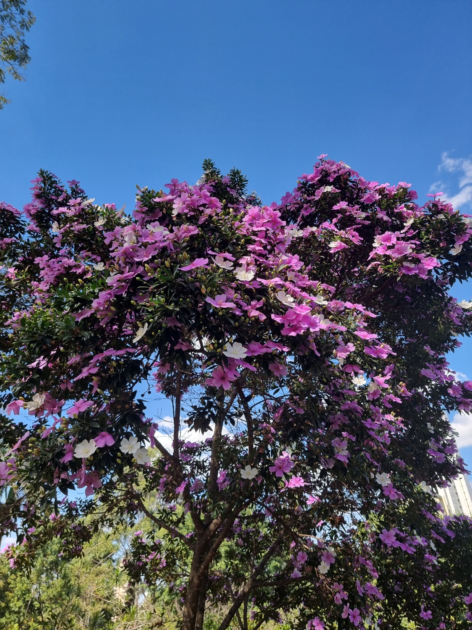 Imagem de Manacá da serra