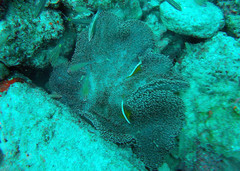 Amphiprion sandaracinos