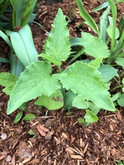 Conoclinium coelestinum