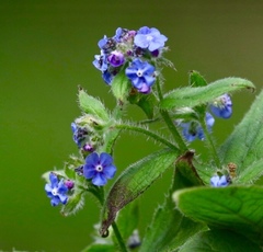 Pentaglottis sempervirens