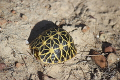 Psammobates geometricus