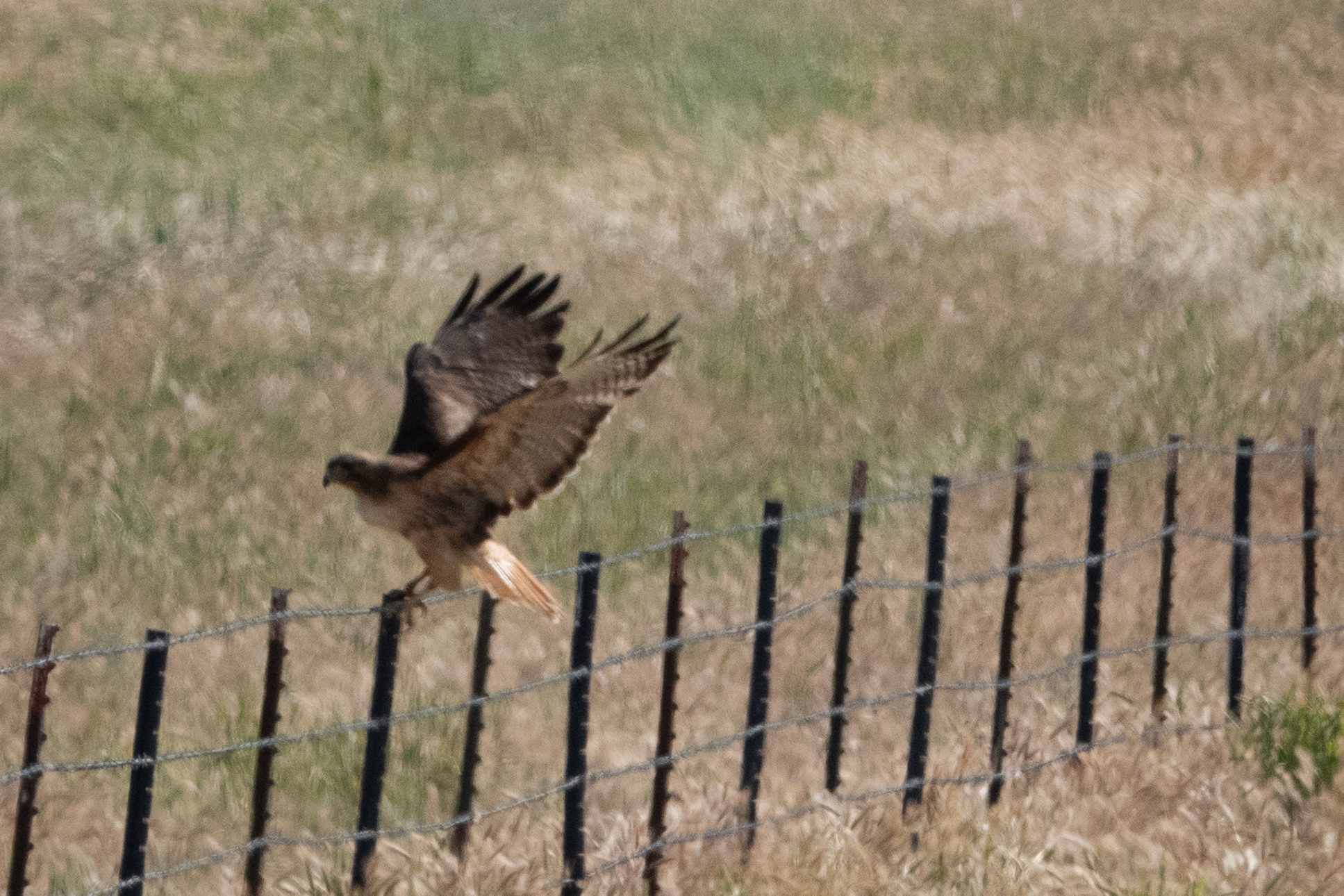 Red-tailed Hawk