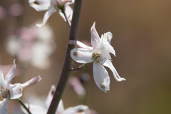 Delphinium gypsophilum