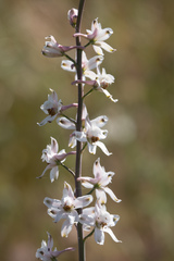 Delphinium gypsophilum