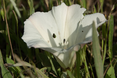 Calystegia subacaulis episcopalis