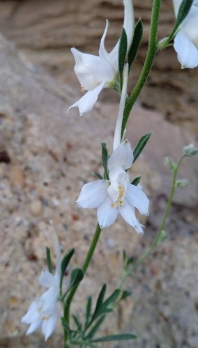 Delphinium rugulosum