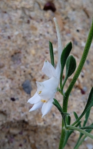 Delphinium rugulosum, photograph 1