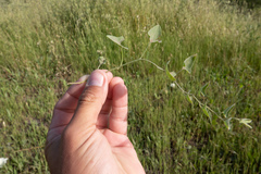 Calystegia subacaulis episcopalis
