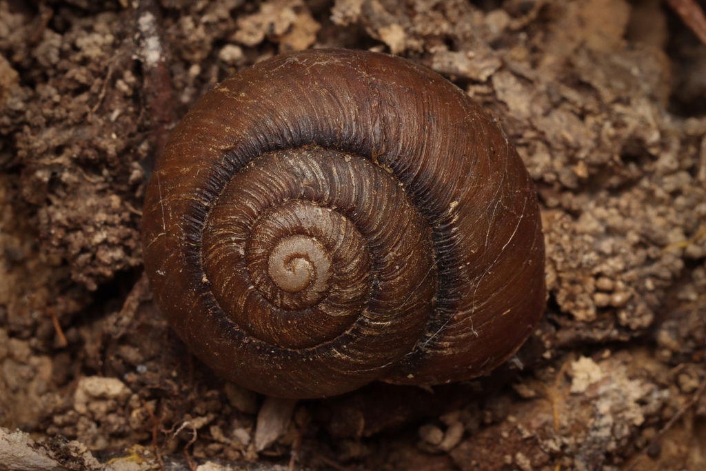 Cupedora