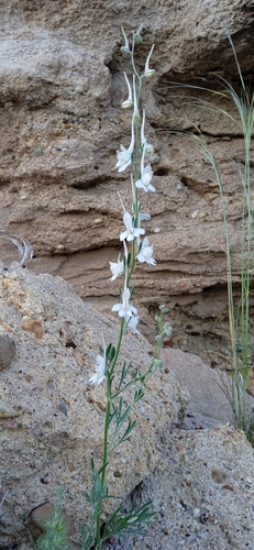 Delphinium rugulosum, photograph 2