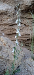 Delphinium rugulosum, photograph Igor Karyakin, CC BY, iNaturalist via GBIF