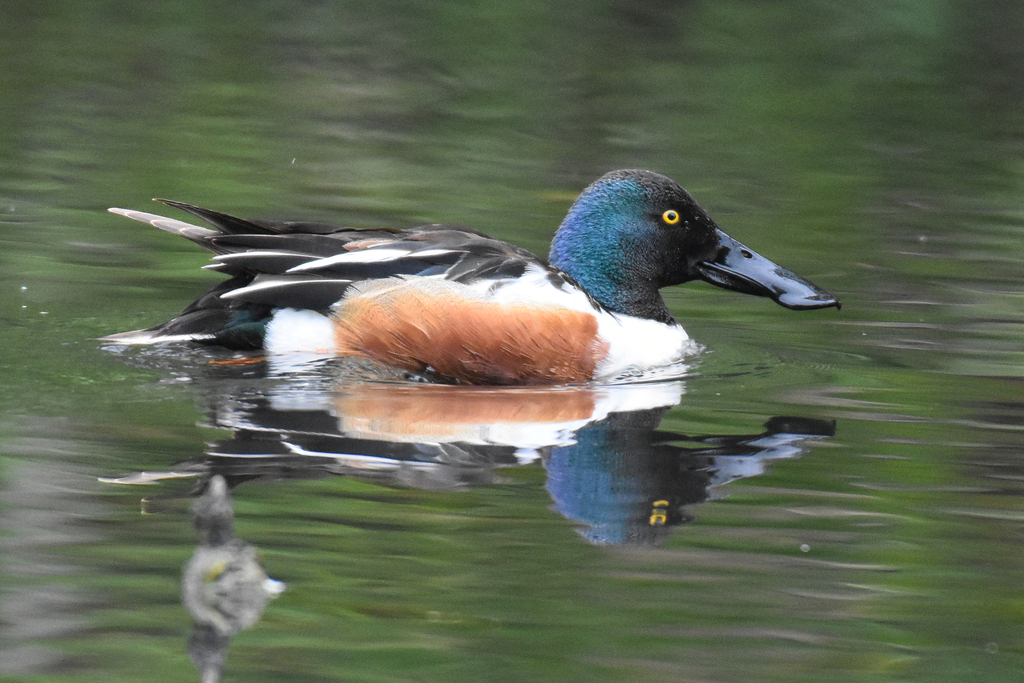 Northern Shoveler from North-Western Administrative Okrug, Moscow ...