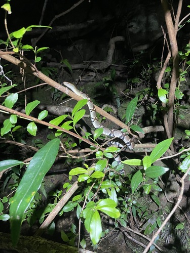 Asiatic Water Snake
