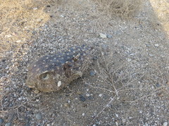 Cyclichthys spilostylus
