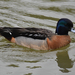 Wood and Mandarin Ducks × Wigeons and Allies - Photo (c) Alexey Katz, some rights reserved (CC BY-NC), uploaded by Alexey Katz