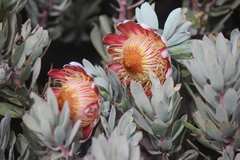 Protea pendula