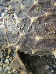 Cyclichthys spilostylus
