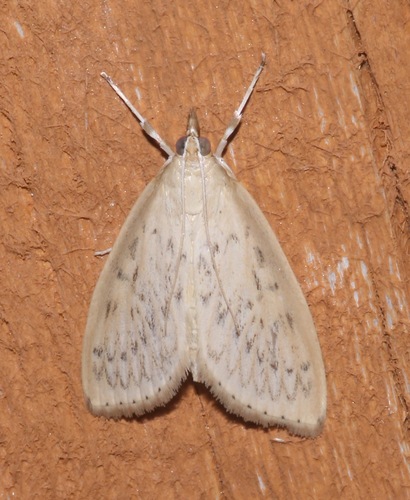 Scalloped Crocidophora Moth photo 5