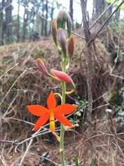 Prosthechea vitellina