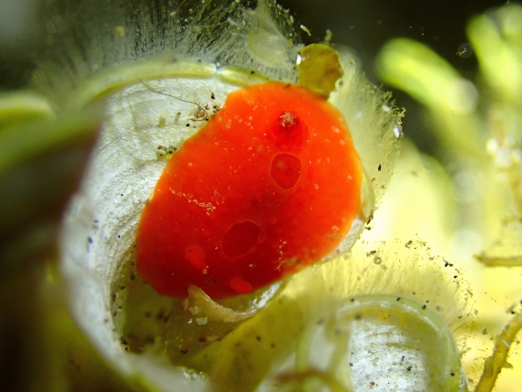 Aldisa smaragdina