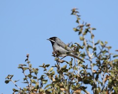 Curruca ruppeli