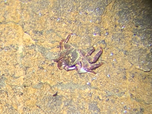 Grapsus observed 2024-05-01