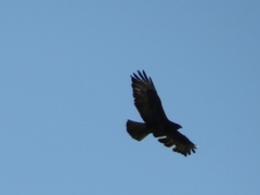 Buteo buteo