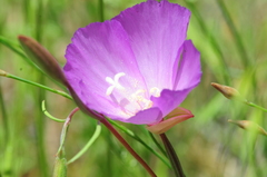 Clarkia gracilis