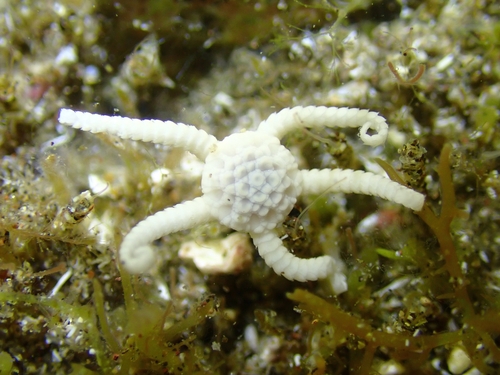 Ophiolepis paucispina observed 2024-05-11