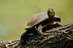 European Pond Turtle photo 3