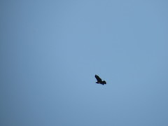 Buteo buteo