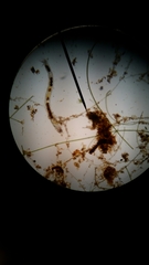 Belonolaimus longicaudatus