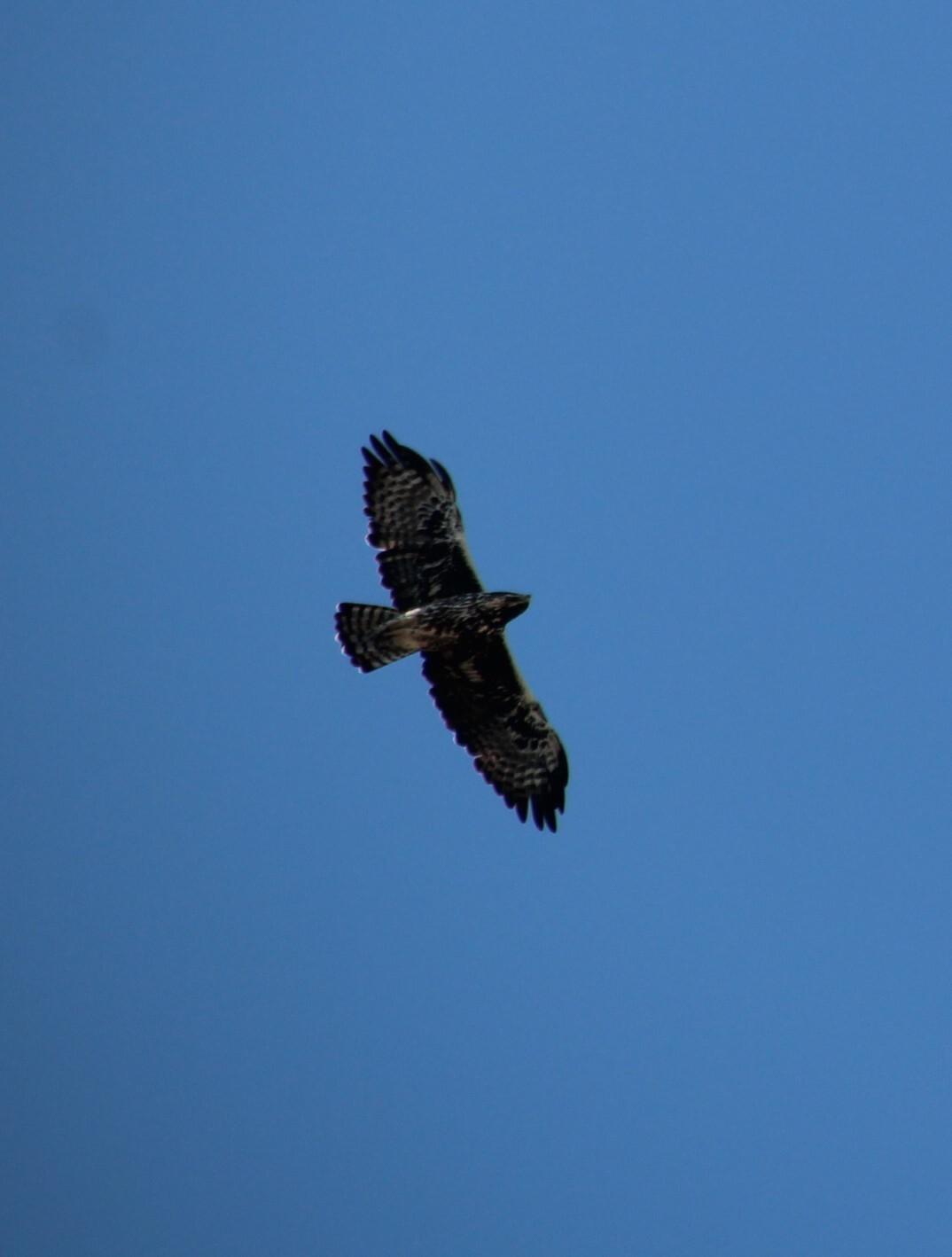Ayres's Hawk-Eagle (Hieraaetus ayresii), photo 8