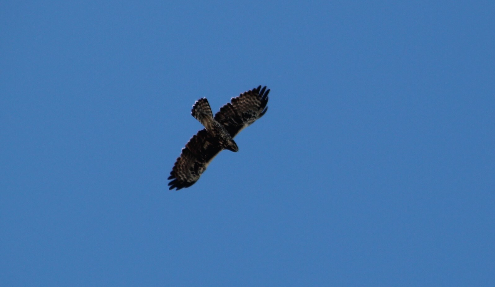 Ayres's Hawk-Eagle (Hieraaetus ayresii), photo 9